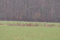 Ardea cinerea