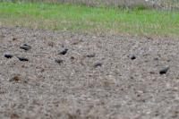 Sturnus vulgaris