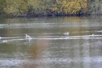 Podiceps cristatus
