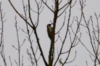 Picus viridis