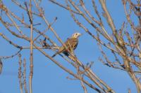Turdus viscivorus