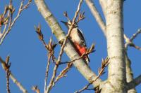 Dendrocopos major