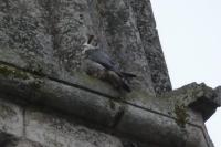 Falco peregrinus