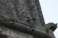 Falco peregrinus