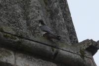 Falco peregrinus