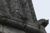 Falco peregrinus
