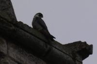Falco peregrinus