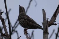 Turdus viscivorus