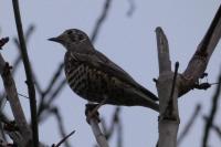 Turdus viscivorus