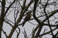 Turdus viscivorus
