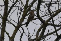 Turdus viscivorus