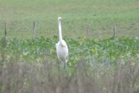 Ardea alba