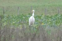 Ardea alba