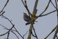 Anthus spinoletta