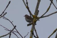 Anthus spinoletta