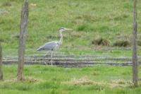 Ardea cinerea