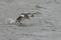 Podiceps cristatus
