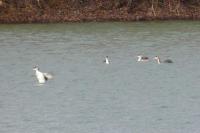 Podiceps cristatus