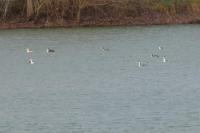 Podiceps cristatus