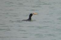 Phalacrocorax carbo