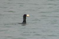 Phalacrocorax carbo