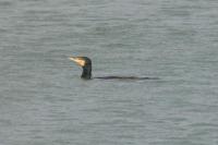 Phalacrocorax carbo