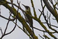 Picus viridis