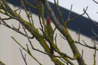 Picus viridis