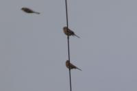 Emberiza calandra