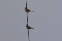 Emberiza calandra