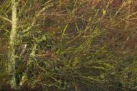 Nycticorax nycticorax