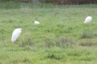 Ardea alba