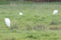Ardea alba