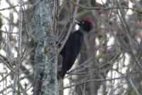 Dryocopus martius