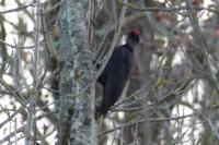 Dryocopus martius