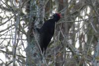 Dryocopus martius