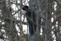 Dryocopus martius