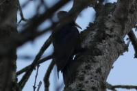 Dryocopus martius