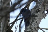 Dryocopus martius