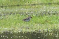 Anthus spinoletta
