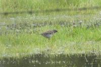 Anthus spinoletta