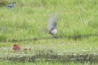 Anthus spinoletta