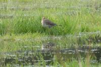 Anthus spinoletta