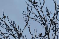 Anthus spinoletta