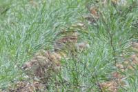 Lullula arborea