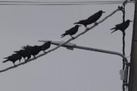 Corvus frugilegus