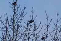 Turdus iliacus