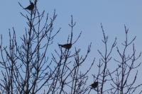 Turdus iliacus