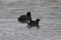 Fulica atra