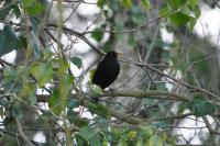Turdus merula